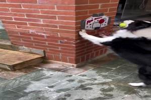 Basketballkorb fr den Hund