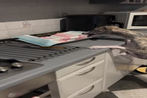 Tierischer-Essensdieb.mp4 von Wilhelmine