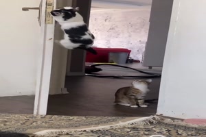 Guck-so-ffnet-man-die-Tre.mp4 von Wilhelmine