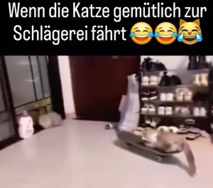 Katze-fhrt-zur-Schlgerei.mp4 von Samu51