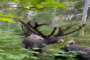 Rentiere-im-Wald.mp4 von Jolie1976