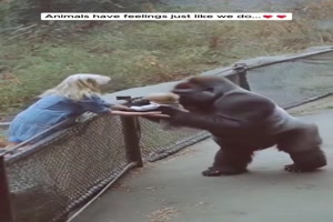 Tiere-sind-lieb.mp4 von Rennschnecke