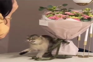 Katze hat den Strau anektiert