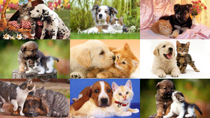 Cats and Dogs 9