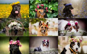 Hunde mit Blumenkrnzchen