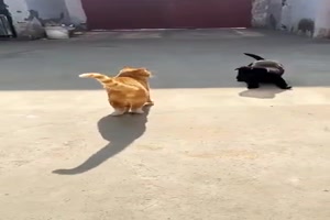 Katzen und Hunde