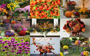 Herbstblumen