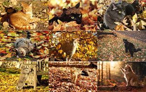 Katzen im Herbst