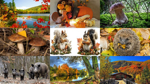 klicke hier, um die Datei herunterzuladen Beautiful Autumn 43
