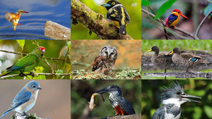 klicke hier, um die Datei herunterzuladen Birds 29