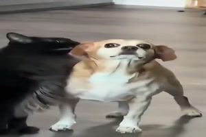 Hunde haben Respekt vor Katzen