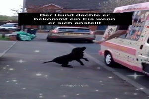 Der Hund am Eiswagen