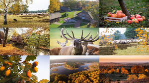 klicke hier, um die Datei herunterzuladen Lüneburger Heide1