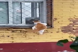 Katzen kommen berall durch