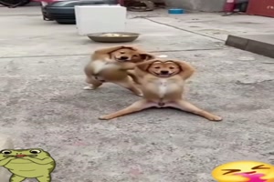 Hunde-Gymnastik