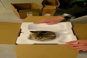 Lustige Katzen