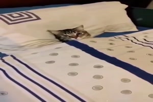 Katze liegt schon im Bett