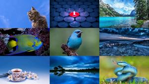 Blue 17