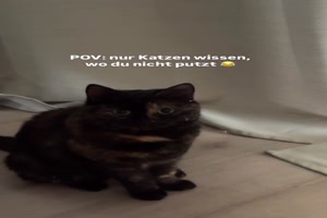 Katzen wissen wo du nicht putzt