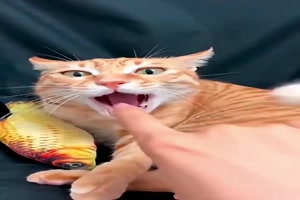 Lustige Katzen