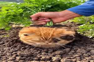 Katze angebaut