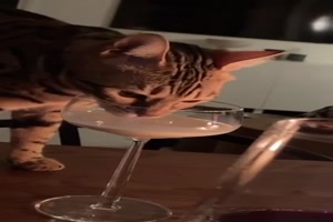 Gemütlicher Abend mit der Katze