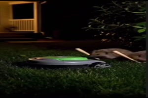 Den Igeln zum Opfer gefallen