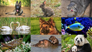 Animals-129.ppsx von Dorota