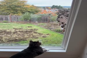 Katzen-Kino.mp4 von Cecilia