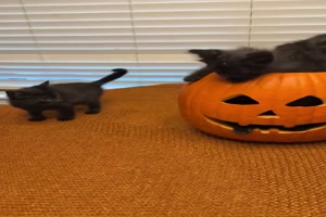 Hübscher-Halloween-Kürbis-mit-Kätzchenfüllung.mp4 von Leonora64
