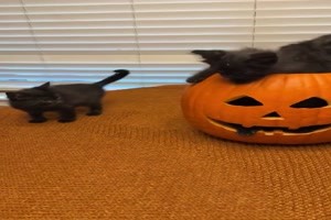 Hbscher Halloween-Krbis mit Ktzchenfllung