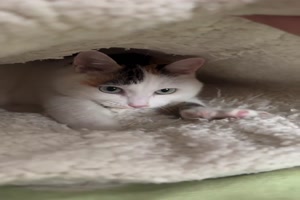 Das-gefällt-der-Katze.mp4 von Jessica46