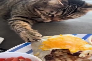 Katzen-sind-schnell.mp4 von Caroline