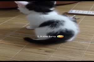 Lustiges-kleines-Ktzchen.mp4 von Benno-2011