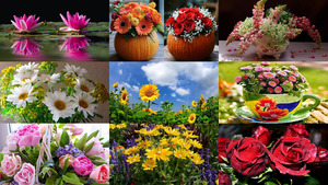 Beauty of Flowers 12