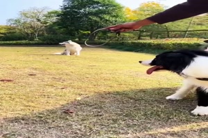 Darauf hat er mal gar keinen Bock