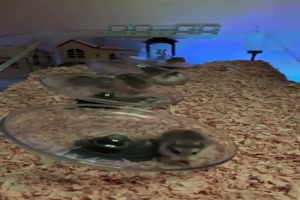 Bei den Hamstern geht was