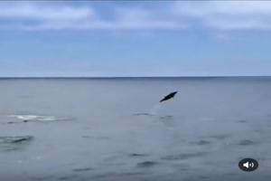 Lustiger kleiner Delfin