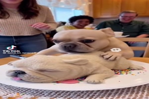 Lustige Reaktionen der Tiere