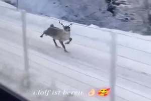 Rudolf ist bereit