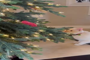 Katze will den Baum dekorieren