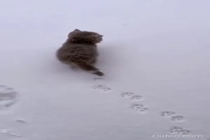 Manche-Katzen-mgen-den-Schnee.mp4 von Caroline