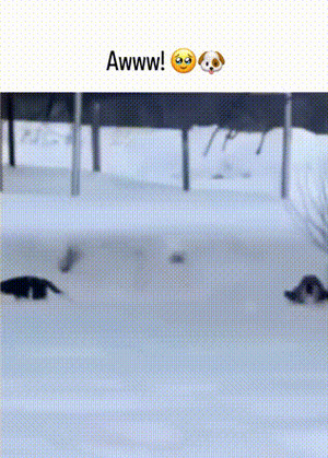 Hund-im-Tiefschnee.gif von Clarissa