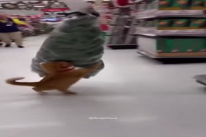 Katze-klaut-Weihnachtsbaum.mp4 von Louisa