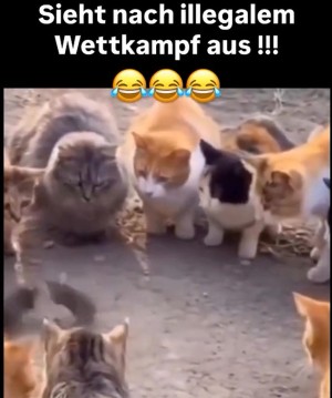 Spezieller-Wettkampf.mp4 von Louisa