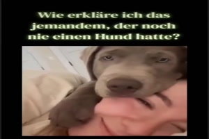 Liebe-Hunde.mp4 von Carlo2006