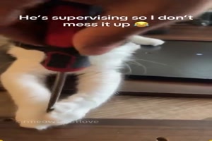 Wenn-Katzen-helfen.mp4 von Leonora64