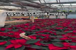 Katze-im-Weihnachtsstern-Dschungel.mp4 von Carlo2006