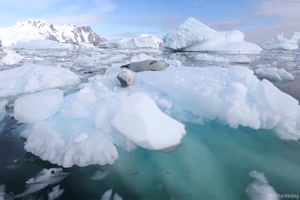 schne-Tiere-und-tolle-Natur.mp4 von Leonora64