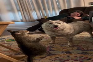 Der-kam-unerwartet.mp4 von Schneeflittchen